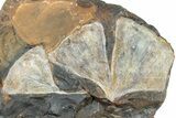 Fossil Ginkgo Leaf Plate From North Dakota - Paleocene #238846-2